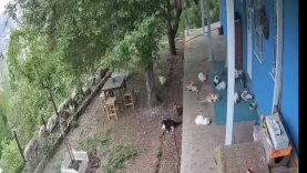 Depremin Panik Anları Kamerada: Kediler de Kaçtı, Öğrenciler de