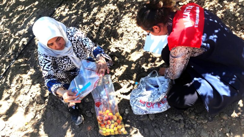 Malatya’da Kayısıda Pestisit Denetimi: 16 Üreticiye Hasat Geciktirme Tedbiri