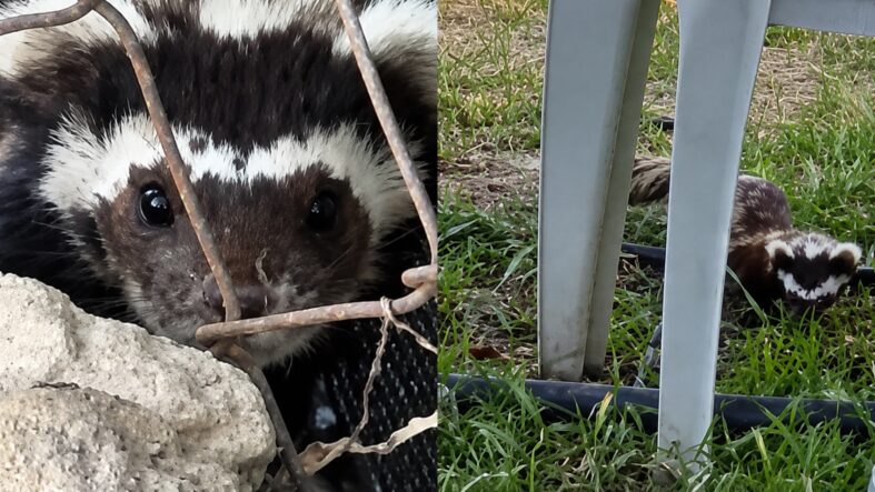 Bahçesine Gelen Sürpriz Misafirle Göz Göze Geldi