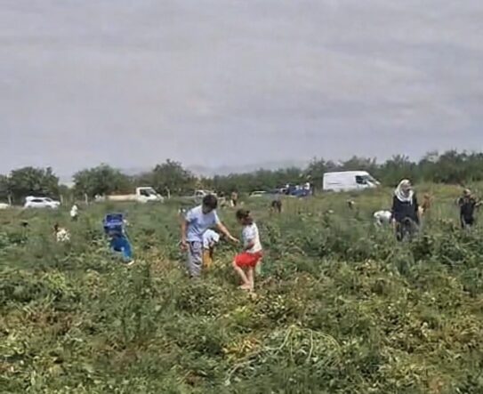 Domates Tarlada Kaldı, Üretici Ücretsiz Dağıttı