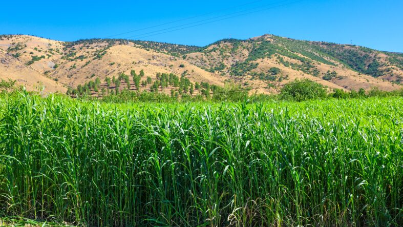 Sorgum Sudan Otunda İkinci Hasat: Dekarda 7 Tona Kadar Verim