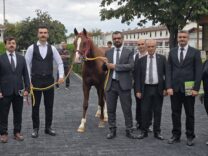 Veliefendi’de Sultansuyu Tayları İçin Milyonlar Yarıştı