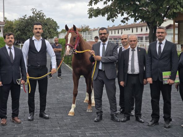Veliefendi’de Sultansuyu Tayları İçin Milyonlar Yarıştı