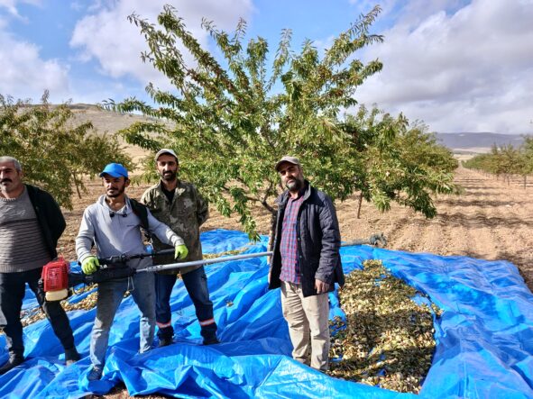 Darende’de Badem Bereketi: Üreticinin Sorunu Pazar