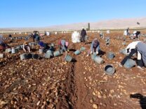 Darende’de Patates Bereketi: 20 Bin Ton Rekolte Bekleniyor