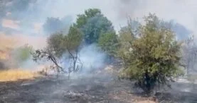 doğanyol yangın yaylacı