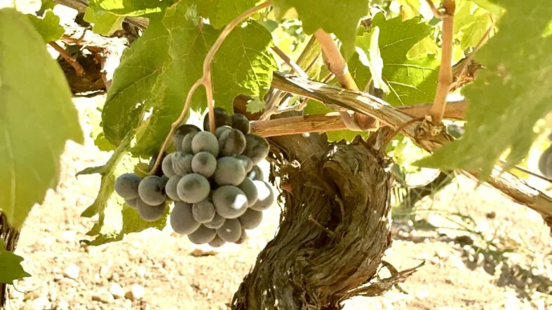 Arapgir’de Üzüm Hasadı Sürüyor, Rekolte Beklenenin Altında Kaldı