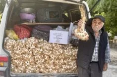 Taşköprü sarımsağı Darende’de ilgi görüyor