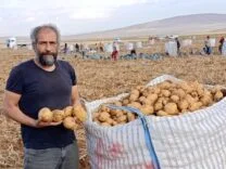 Türkiye’nin Kaliteli Patatesi Başdirek’ten Geliyor: Rekor Hasat Kapıda