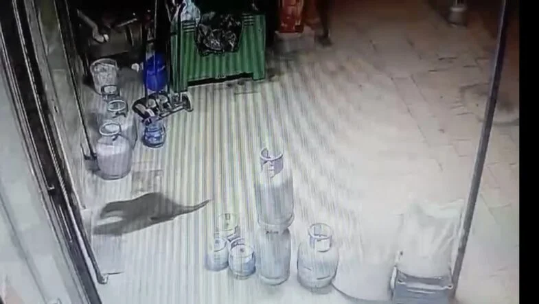 Dilek Mahallesi’nde Su Samuru Sürprizi: Esnafın Güvenlik Kamerasına Takıldı