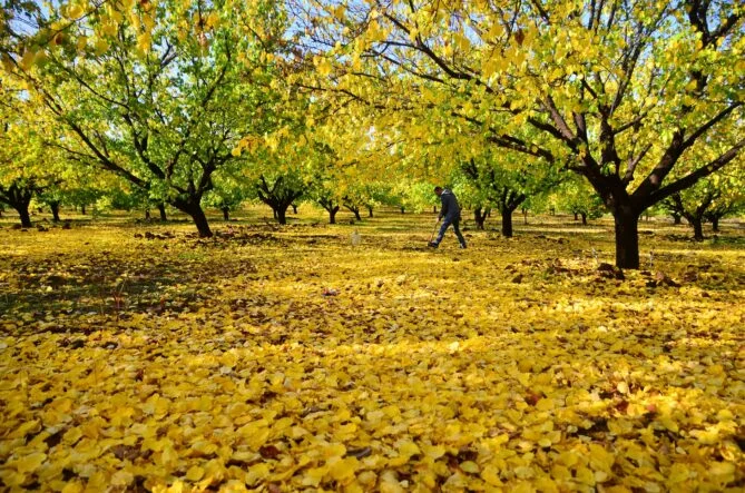 Kayısı Bahçelerinde Sonbahar Mücadelesi Başladı