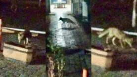 Malatya’da Şehir Merkezine İnen Tilki Kameralara Yansıdı