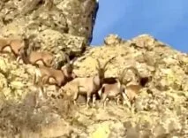 Vali Yavuz’dan Doğal Yaşam Çağrısı: “Yaban Keçilerine Sahip Çıkmalıyız”