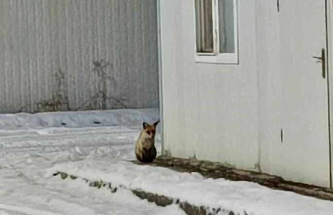 İkizce Konteyner Kent’te Tilki Görüntülendi